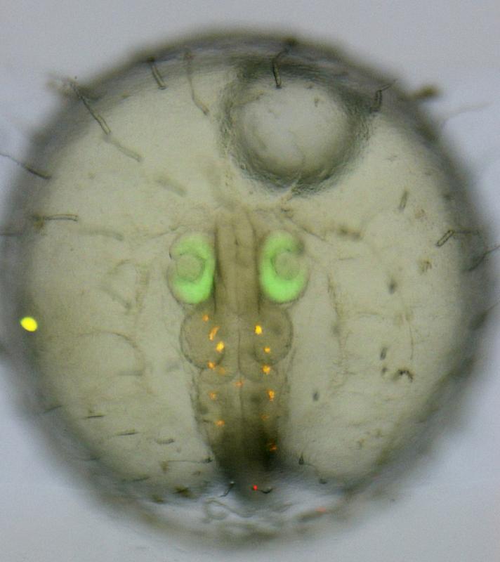Medaka-Embryo, bei dem das Rx2-Gen – ein Gen, das eine wichtige Rolle bei der Augenentwicklung spielt – mit einer Reparaturkopie editiert wurde. (Komplette Bildunterschrift: siehe Text)