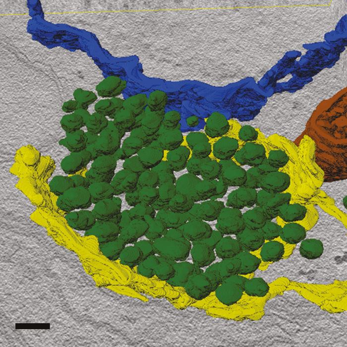 Fehlfarbenaufnahme präsynaptischer Transportvesikel-Pakete (grün) im Zellkörper eines Motoneurons der Fruchtfliege Drosophila. 
