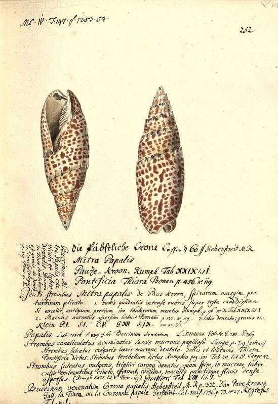 Blatt aus der Sammlung der Leopoldina mit einer Zeichnung der Meeresschnecke Mitra Papalis