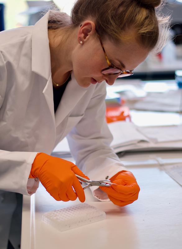 Katrina Meyer is punching samples from a membrane with artificial protein fragments