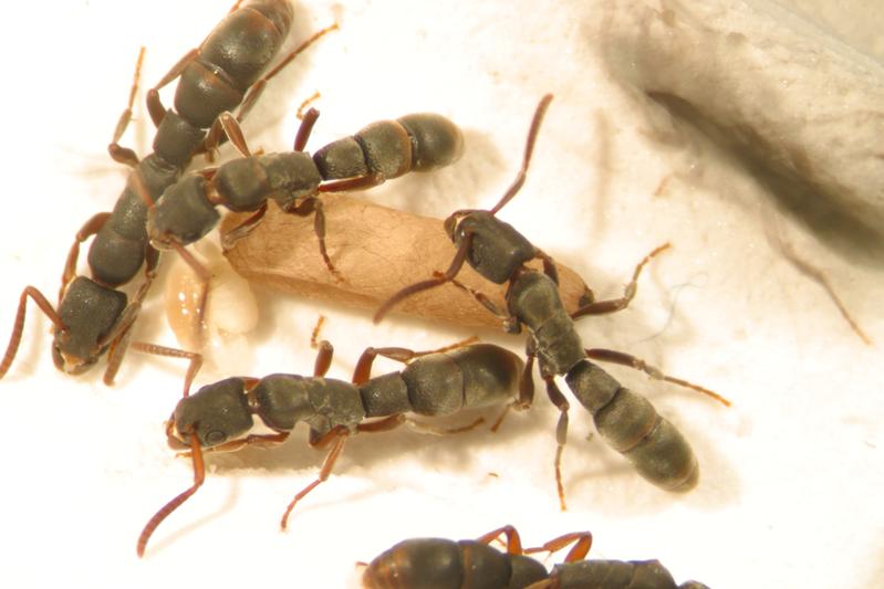 „Frühkindliche Erfahrungen“ beeinflussen, welche Tätigkeit eine „Arbeiterin“ in den Staaten der tropischen Ameise Platythyrea punctata übernimmt.