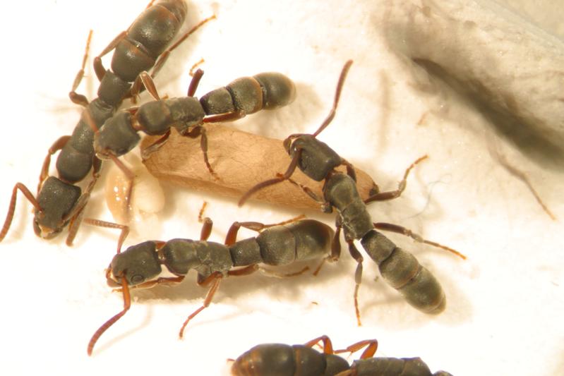 „Frühkindliche Erfahrungen“ beeinflussen, welche Tätigkeit eine „Arbeiterin“ in den Staaten der tropischen Ameise Platythyrea punctata übernimmt.