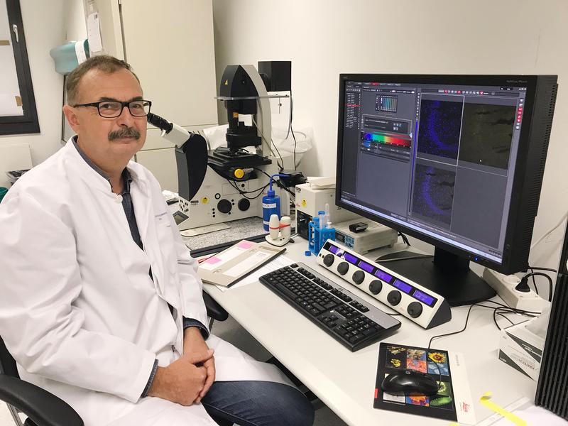 Dr. Andras Bilkei-Gorzo and his colleagues have determined how endocannabinoids attenuate inflammatory reactions in the brain. 