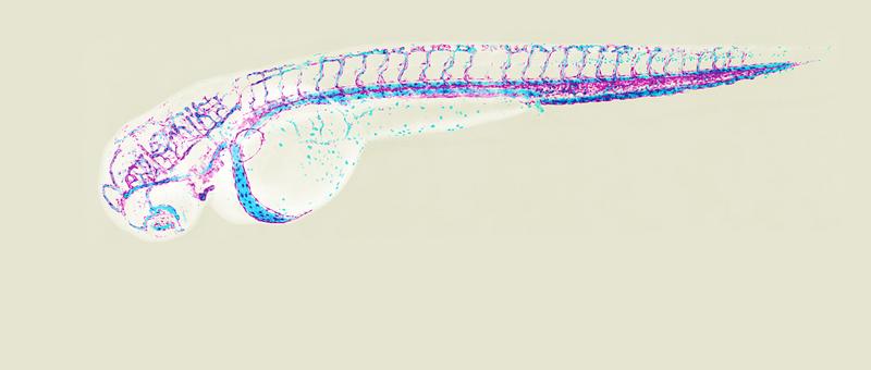 Blutgefässsystem in einem zwei Tage alten Zebrafischembryo (Magenta: Endothelzellen, Hellblau: Blutzellen).