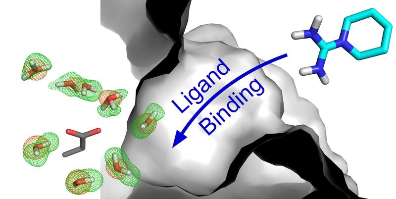 Wassermoleküle, deren Aufenthaltsbereich durch die grün-roten Gitterlinien umfasst wird, tragen dazu bei, die Wechselwirkung zwischen einem Protein und dessen Bindungspartner zu ermöglichen.