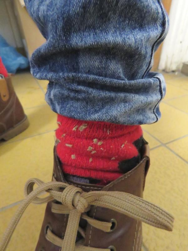 Seeds of wild carrot (Daucus carota) on cotton socks.