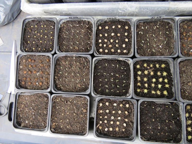 Seeds of different plant species at the start of the germination experiment.