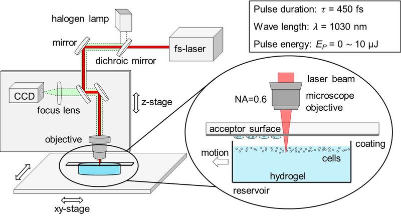 „3D femtosecond bio-printing“: Femtosekundenlaserquelle (fs-laser), Beobachtungskamera (CCD), Fokussierobjektiv (objective), Zellreservoir (reservoir) und Zielsubstrat für den Transfer (acceptor)
