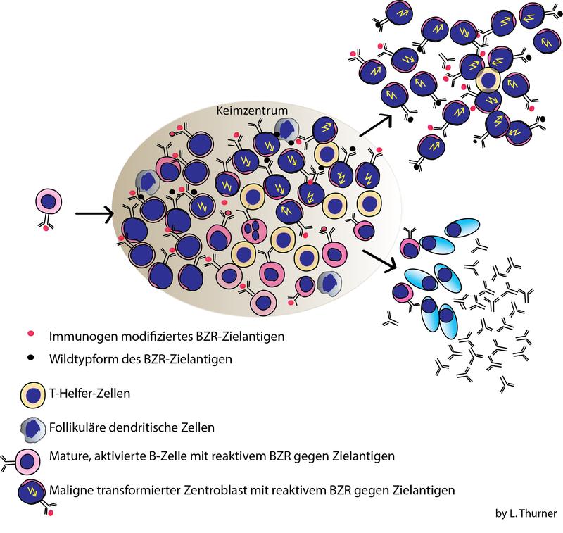 Modell der Entstehung von Lymphdrüsenkrebs durch Stimulation der Krebszellen mit modifiziertem BZR-Antigen