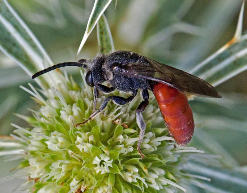  Große Blutbiene oder Auen-Blutbiene, Sphecodes albilabris