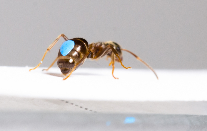 Ameise legt chemische Signale (Pheromone), um ihre Artgenossen über Futterquellen zu informieren.