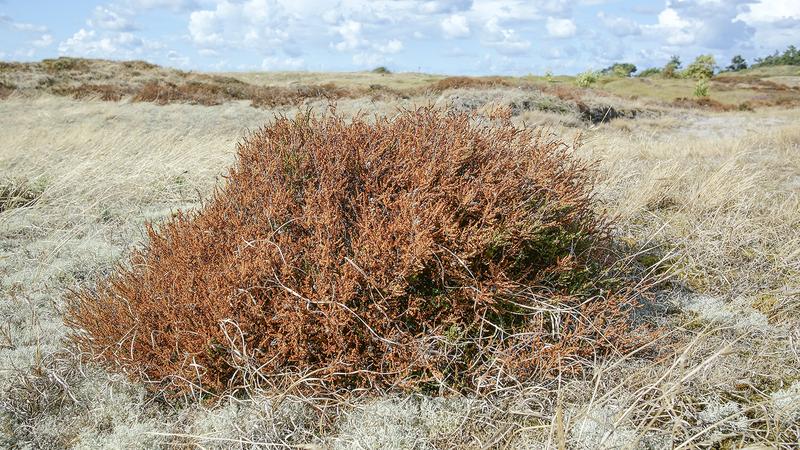 Abgestorbene Pflanze der Besenheide 