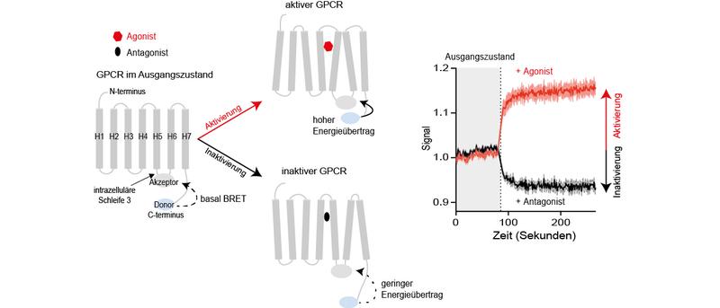 Mit neuartigen Sensoren lässt sich die Aktivierung oder Inaktivierung von GPCRs mit Hochdurchsatzverfahren messen.