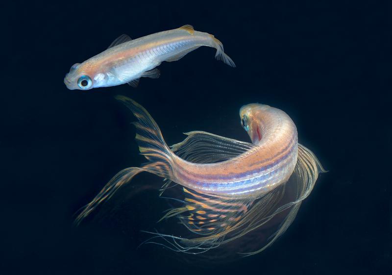 “Adult medaka (Oryzias latipes, top) and zebrafish (Danio rerio, bottom)”. 