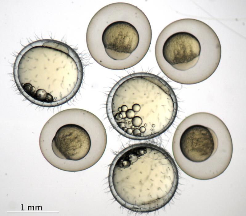 Zebrafish (Danio rerio) and medaka (Oryzias latipes) embryos shortly after fertilization.