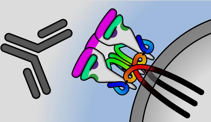 An antibody (dark grey) is binding to an HIV envelope protein (coloured) on the surface of the virus (light grey).