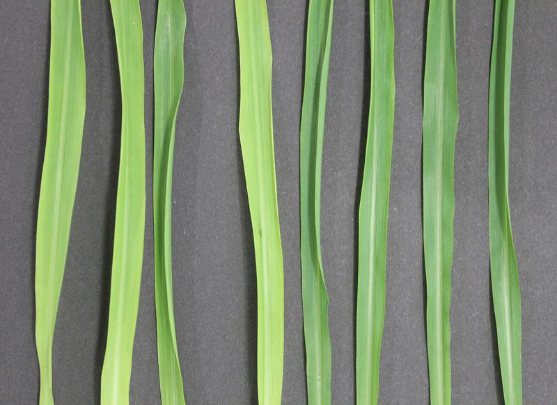 Maispflanzen können den Eisen-Gramibactin-Komplex zur verstärkten Chlorophyllsynthese nutzen (4 dunkle Blätter rechts). Kontrollversuche mit eisenfreiem Siderophor führen zu helleren Blättern (links).