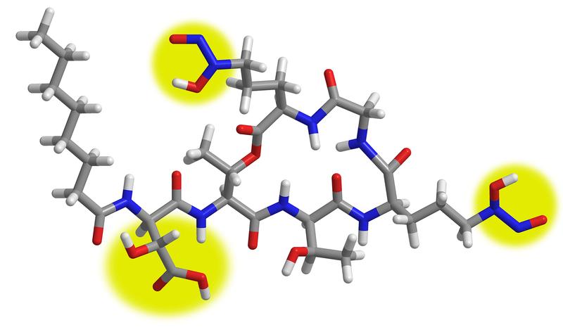 A model of the molecule gramibactin. Possible binding sites for iron are highlighted in yellow.