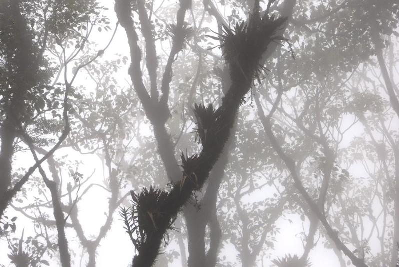Bromelien auf einem Baumstamm im Bergregenwald von Costa Rica. Selbst an diesem entlegenen Ort wurden Pestizide nachgewiesen, die in hundert Kilometern Entfernung eingesetzt wurden.