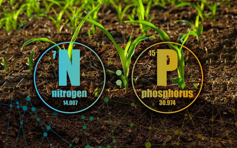 Pflanzen haben einen relativ höheren Bedarf an Stickstoff als Mikroorganismen, die wiederum einen relativ höheren Bedarf an Phosphor als Pflanzen haben.