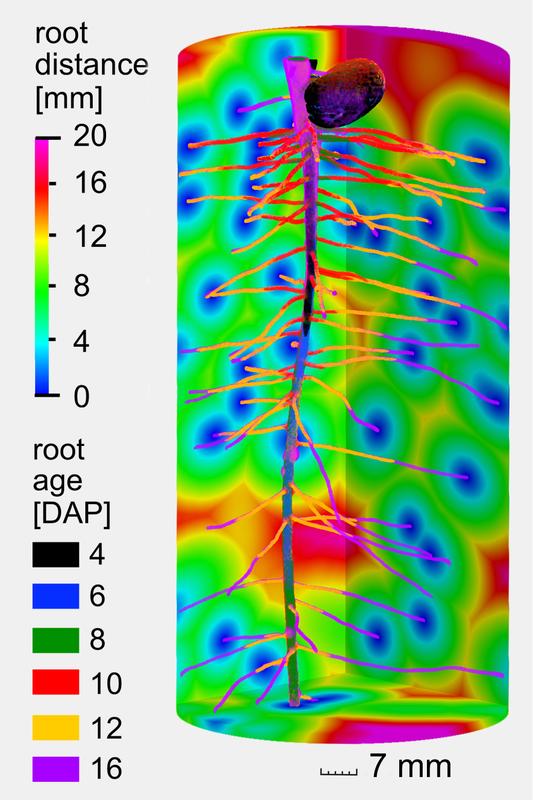 3D-Darstellung der Altersverteilung des Wurzelsystems einer 16 Tage alten Pflanze.