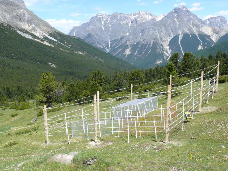 Auszäunungsexperiment im Schweizerischen Nationalpark. Der äussere Zaun hielt Hirsche von der Fläche fern, innerhalb des grossen Zauns schlossen weitere Zäune Säugetiere und wirbellose Tiere aus.