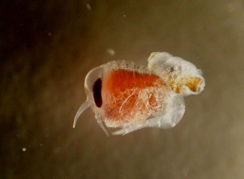 Der Flohkrebs Hyperiella antarctica mit einer Flügelschnecke (Spongiobranchaea) Huckepack 