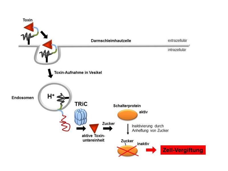 Das Schaubild zeigt, wie das Toxin des Bakteriums Clostridium difficile mithilfe des Proteins TRiC in die Darmzelle eindringt.