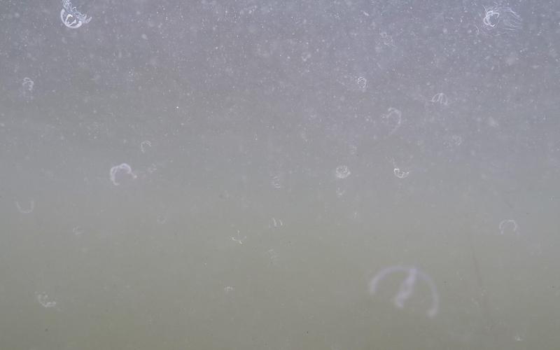 Snapshot aus einem Unterwasservideo einer „Quallenwolke“ 