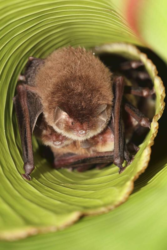Spix's disk-winged bat (Thyroptera tricolor)