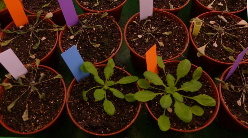 Bei Trockenheit verstärkt das Protein SERRATE in Pflanzen wie der Ackerschmalwand (Arabidopsis thaliana) das Ablesen der Gene, die die Pflanze unter Stress benötigt. 