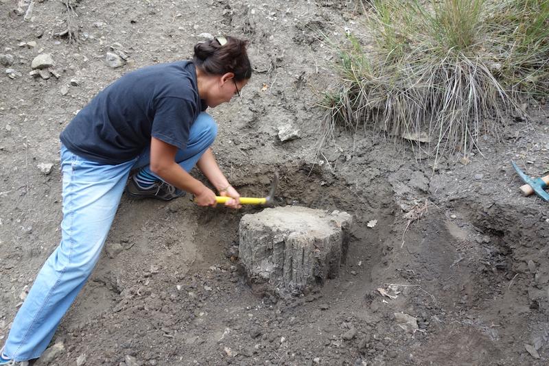 Excavating ancient pines in southern France. The fossilized trees contain information about a drastic climate change. 