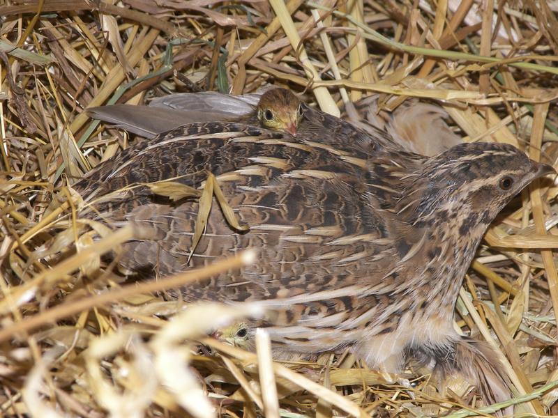 Wachtelzucht mit fremden Arten zur Wildpopulation-Aufstockung im Mittelmeerraum mag zwar ökonomischer sein, birgt aber das Risiko einer genetischen Durchmischung und des Verlusts typischer Merkmale.