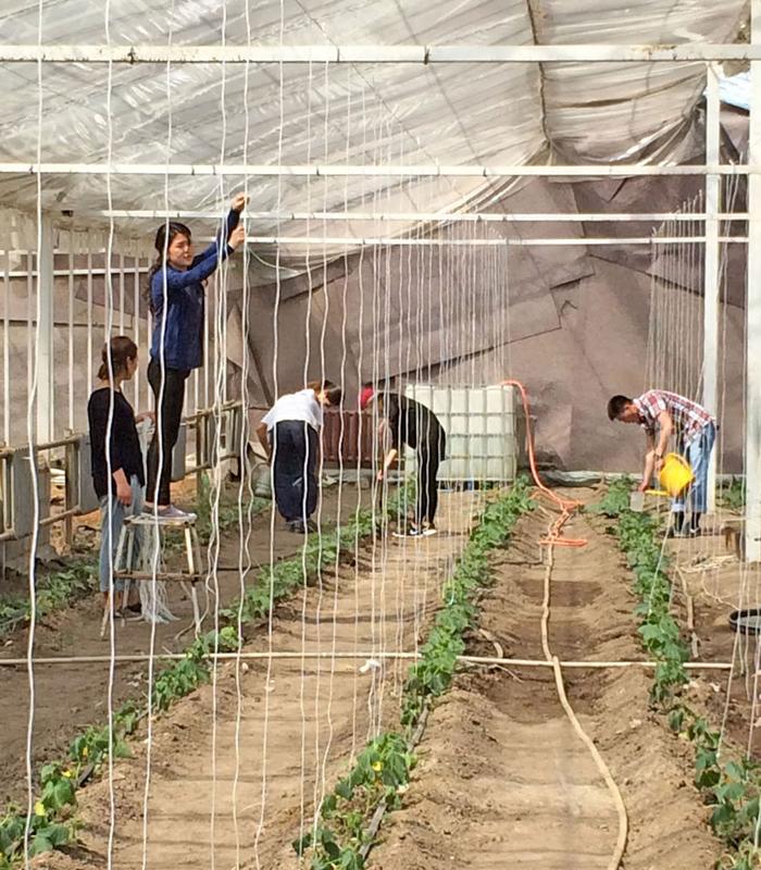 Pflege von Gurken-Jungpflanzen in einem Gewächshaus nahe der kirgisischen Hauptstadt Bischkek. 