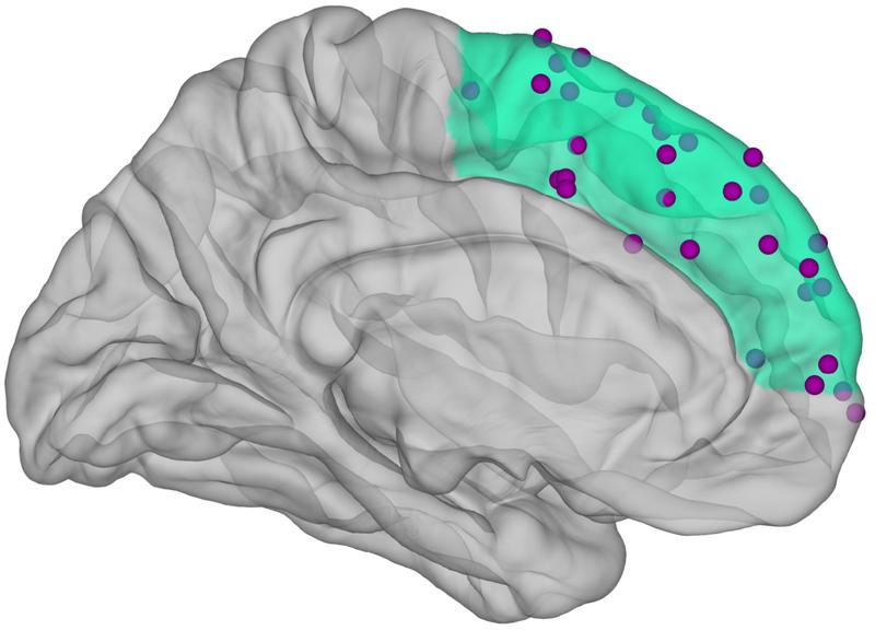 Grafische Darstellung des menschlichen Gehirns. Der mittlere Präfrontalkortex ist grün hervorgehoben. Darauf eingezeichnet sind die Orte, wo die Hirnaktivität gemessen wurde. 