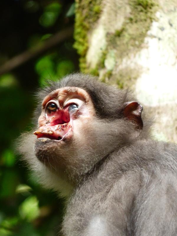 Ein mit dem Frambösieerreger schwer infiziertes Rußmangaben (Cercocebus atys atys) Weibchen aus dem Taï Nationalpark, Elfenbeinküste. 