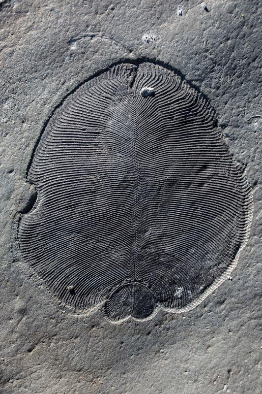 Dickinsonia-Fossil von der Küste des Weißen Meeres