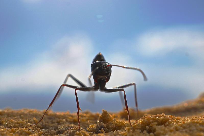 The desert ant Cataglyphis fortis has an extraordinary memory for different food odors. 