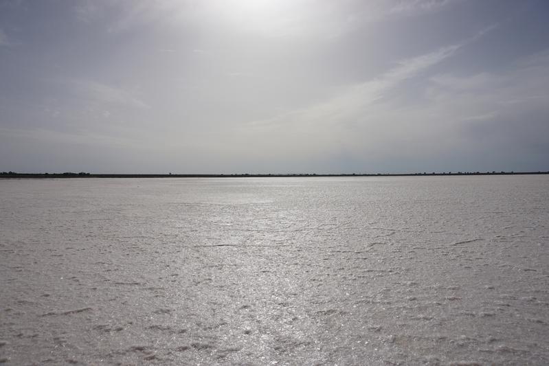 Desert ants have evolved impressing abilities to survive in the salt pans of the Tunisian Sahara, which are pretty barren habitats. 