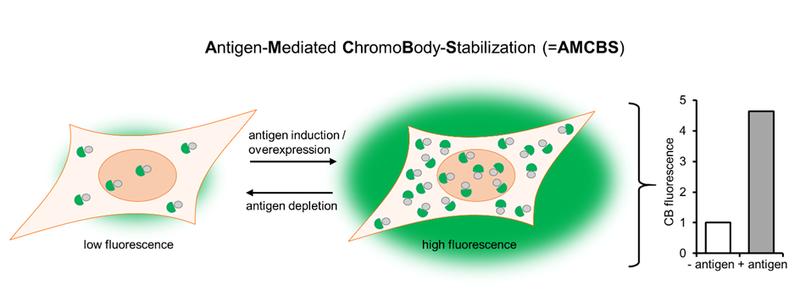 Antigen-Mediated-ChromoBody-Stabilization (AMCBS)