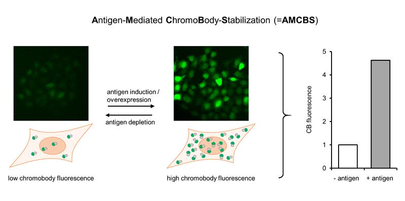 Antigen-Mediated-ChromoBody-Stabilization (AMCBS)