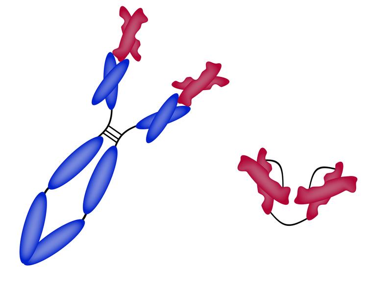 Vom Antikörper (links) braucht man nur das Fragment, das an Gluten bindet (rot). Daraus kann man dann ein Medizinprodukt herstellen, das keine Immunreaktion auslöst (rechts).
