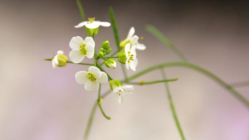 Arabidopsis kamchatica 