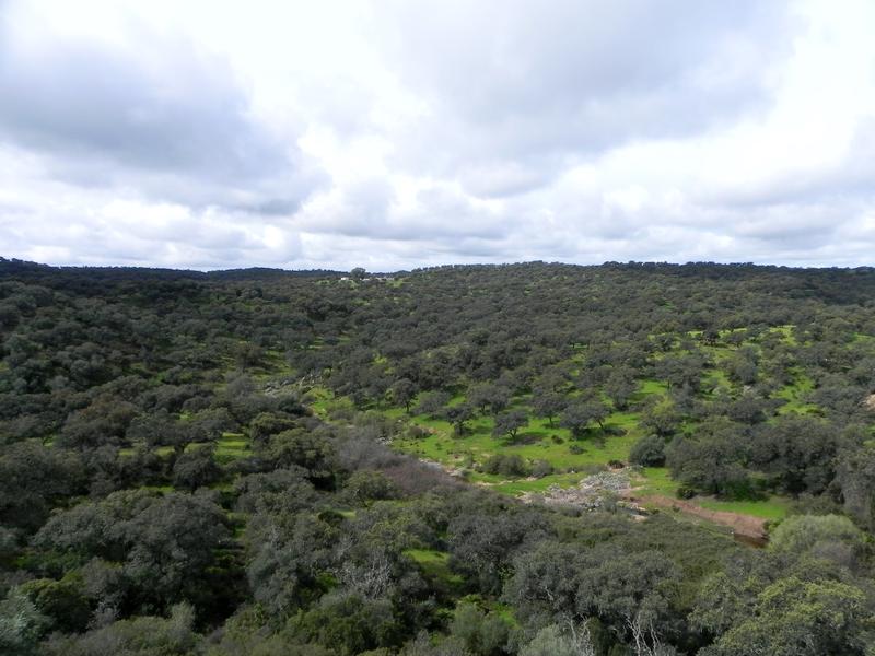 Dehesa-Landschaft bei Munigua in der Sierra Morena.