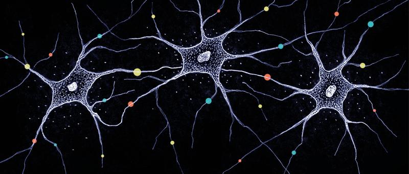 Different gene variants ensure the diversity of neurons by chance.