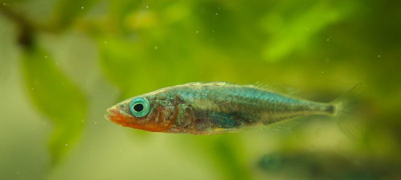 Männliche Stichlinge wählen ihre Paarungspartner sorgfältig aus. Trotzdem können die Fische nicht immer sicherstellen, dass ihre Nachkommen die besten Immungene erhalten. 