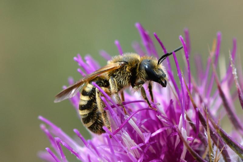 Eine Furchenbiene (Halictus scabiosae) im Anflug. Die Universität Osnabrück entwickelt ein Konzept für das bundesweite Insektenmonitoring. 