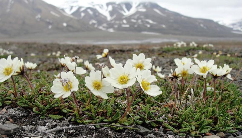 Die weiße Silberwurz bildet zusammen mit Moosen und Flechten die Hauptvegetation der Tundra.