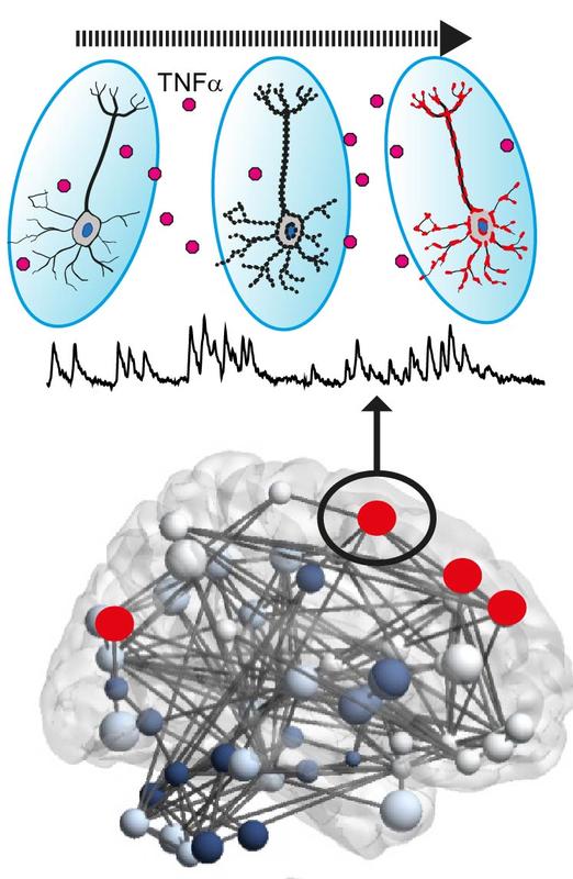 Infolge eines entzündlichen Angriffs kommt es danach, getriggert durch TNF-α, zu erhöhter Netzwerkaktivität von Nervenzellen. Diese begünstigt im Verlauf Neurodegeneration.