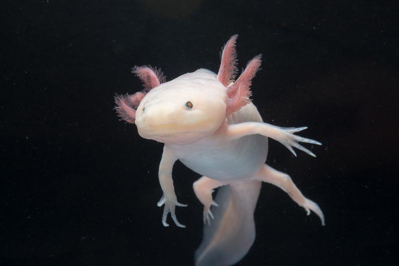 Adult axolotl